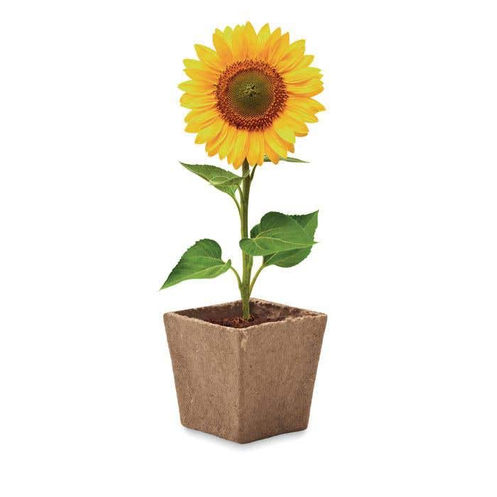 Zonnebloem Kweekset Sunflower Kit