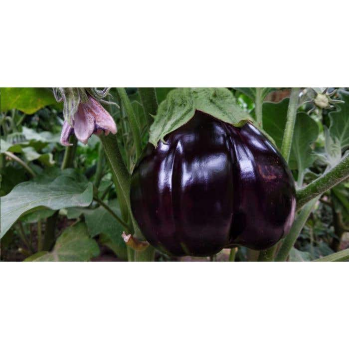 Sproutworld potlood | Plantbaar | Met zaadjes