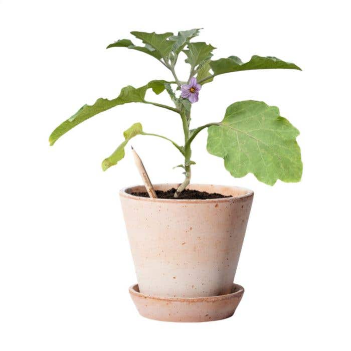 Sproutworld potlood | Plantbaar | Met zaadjes
