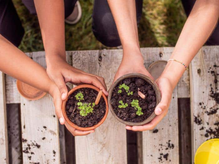 Sproutworld potlood Silas | Hout | Ongeslepen | Met zaadcapsule