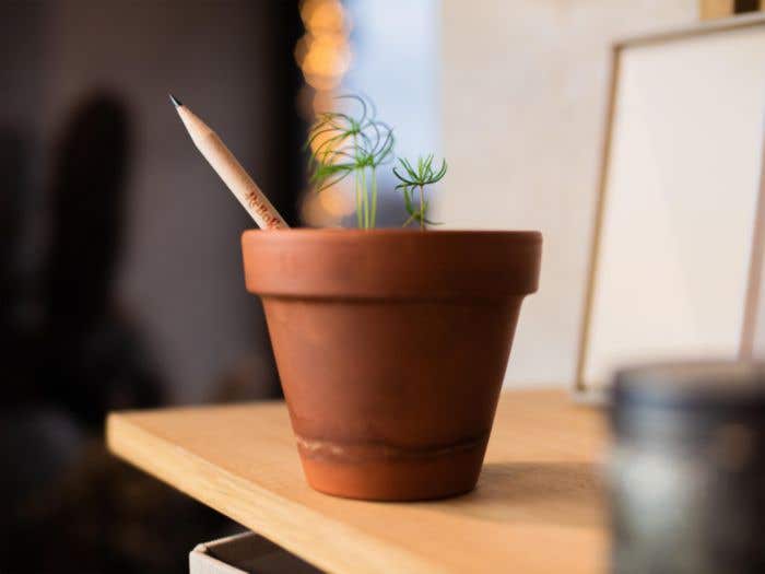 Sproutworld potlood Silas | Hout | Ongeslepen | Met zaadcapsule