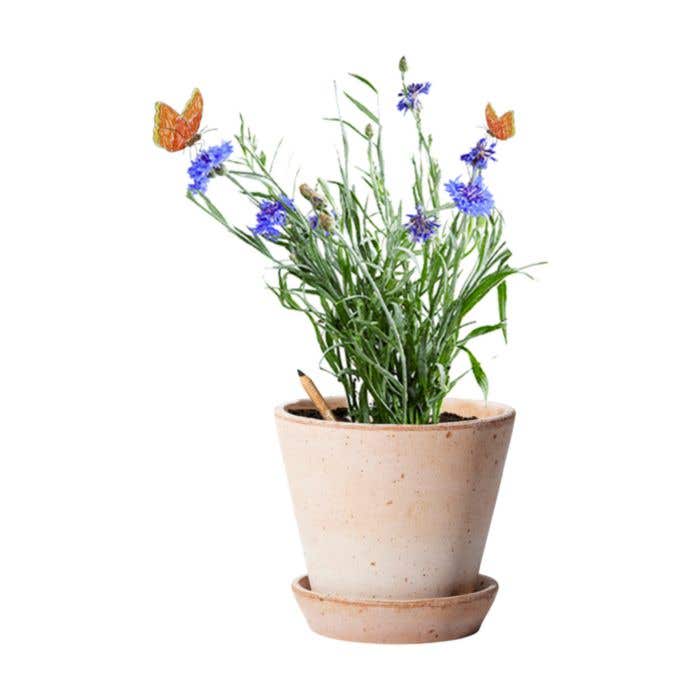 Sproutworld potlood Silas | Hout | Geslepen punt | Met zaadcapsule
