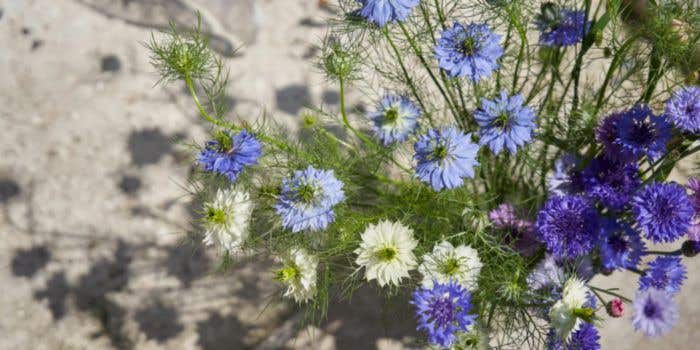 Sproutworld potlood Silas | Hout | Geslepen punt | Met zaadcapsule